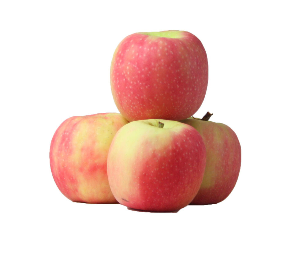 biologische-appel-cripps-pink-biowinkel4you.nl