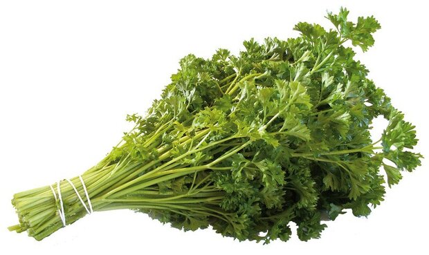 biologische-krulpeterselie