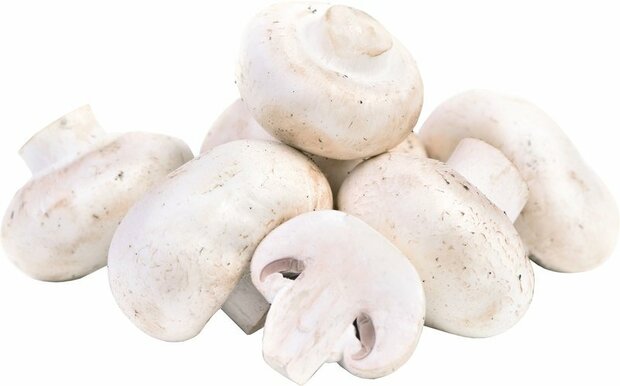 biologische-champignons-wit