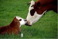 Over prachtige herkomst van het rundvlees en de zuivel van 'Zuiver zuivel' in onze webshop