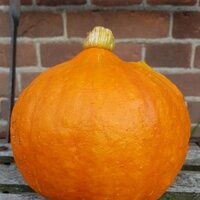 recept: pompoenrisotto met parelrogge