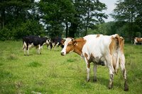 Biologisch-dynamische boerderij De Vijfsprong