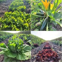 Vers van het land...