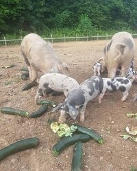 Bonte Bentheimers en kringlooplandbouw op Landgoed Velhorst