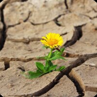 Boer plukt vruchten van gezonde bodem tijdens droogte