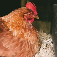 Ophokplicht? De mooiste boodschap blijft bio