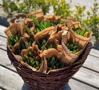 Biologische tulpen? Waarom niet!