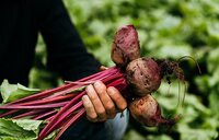 Waarin verschilt de biologische teelt van de reguliere teelt?