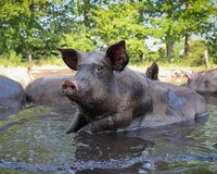 Biologisch en dierenwelzijn