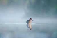 Vogelvriendelijke Zuivelweken komen eraan