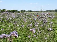 Internationale dag van biodiversiteit: wat houdt dat eigenlijk in?