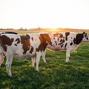 Biologische of plantaardige zuivel, wat is de mooiste boodschap?