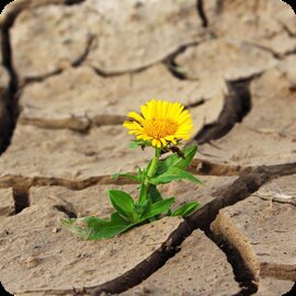 Boer plukt vruchten van gezonde bodem tijdens droogte