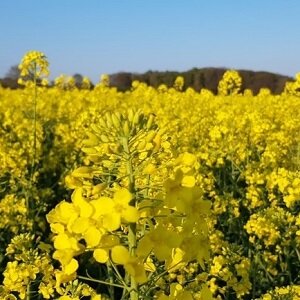 Biologische landbouw helpt het klimaat