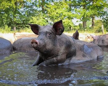 Biologisch en dierenwelzijn