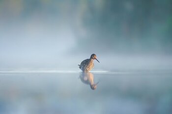 Vogelvriendelijke Zuivelweken komen eraan