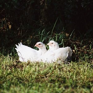 Nieuw: Kemper Kip uut de Achterhoek