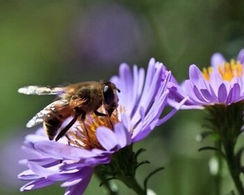 Biologisch voor méér biodiversiteit