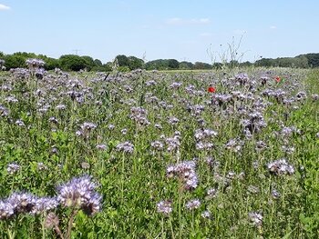 Internationale dag van biodiversiteit: wat houdt dat eigenlijk in?